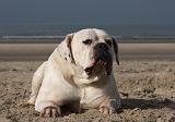 BOULEDOGUE AMERICAIN 159